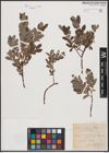 Salix aurita L. x Salix repens L.